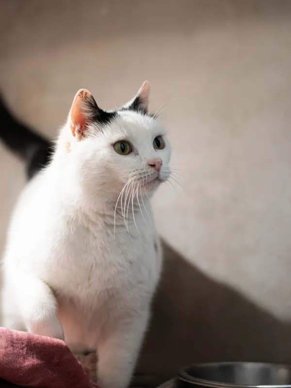 Znaleziono kota, Sosnowiec, 3 lutego 2026 (1/2)