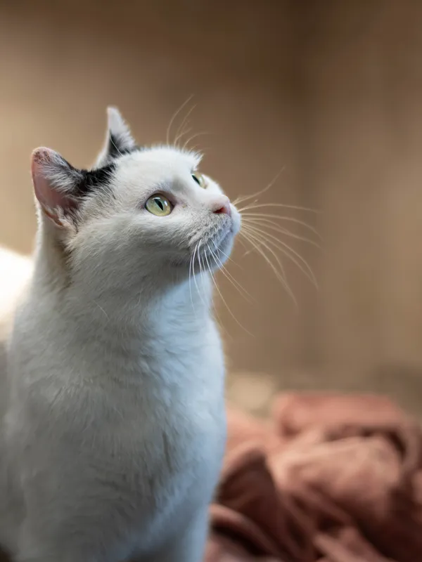 Znaleziono kota, Sosnowiec, 3 lutego 2026 (2/2)