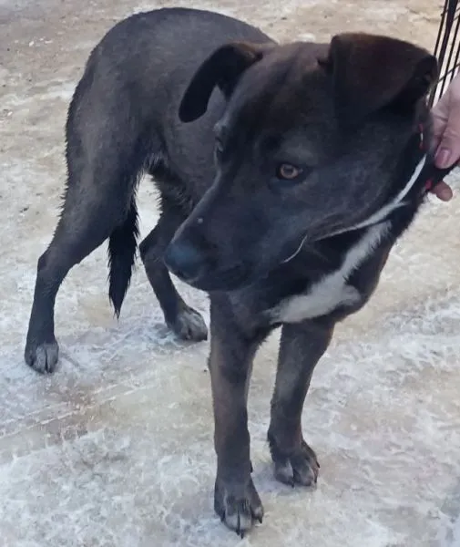 Znaleziono psa, Radom, 7 lutego 2026