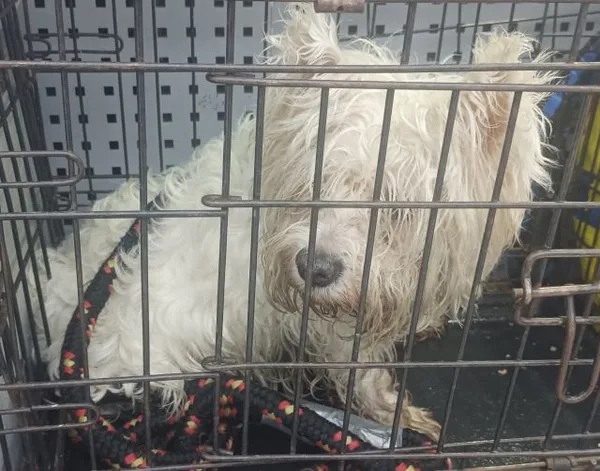 Znaleziono psa, Radom, 6 lutego 2026