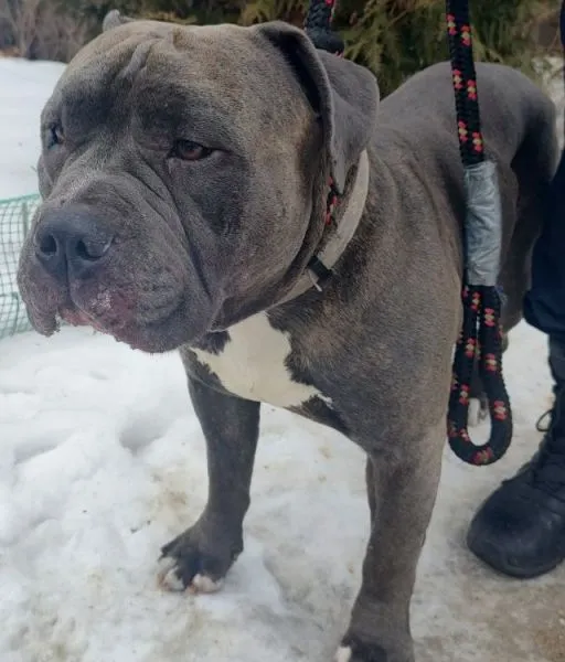 Znaleziono psa, Radom, 6 lutego 2026