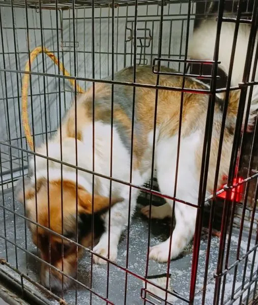 Znaleziono psa, Radom, 4 lutego 2026