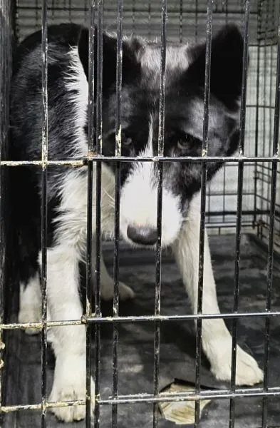 Znaleziono psa, Radom, 3 lutego 2026