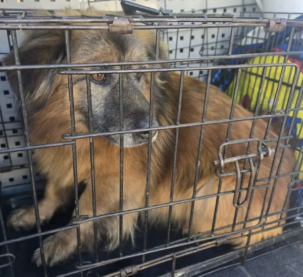 Znaleziono psa, Radom, 1 lutego 2026