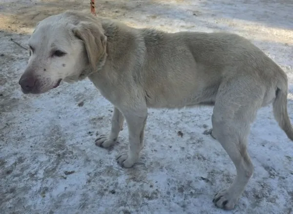 Znaleziono psa, Radom, 1 lutego 2026