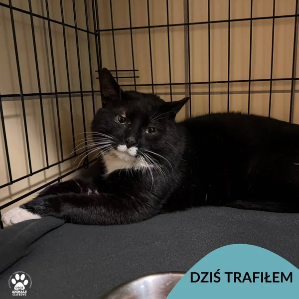 Znaleziono kota, Gdynia, 5 lutego 2026