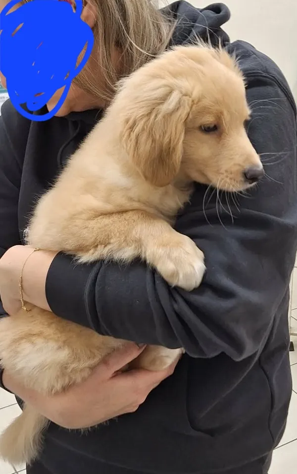 Zaginął pies, Łódź, 9 lutego 2026