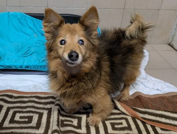 Pies do adopcji, Kraków, 26 stycznia 2026