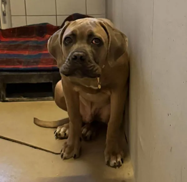 Znaleziono psa, Lublin, 9 lutego 2026