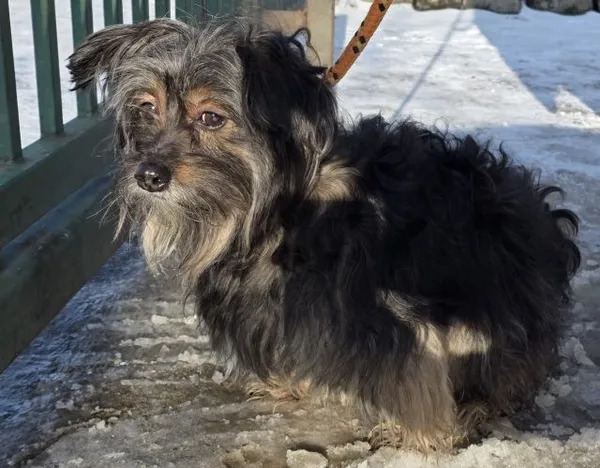 Znaleziono psa, Radom, 9 lutego 2026