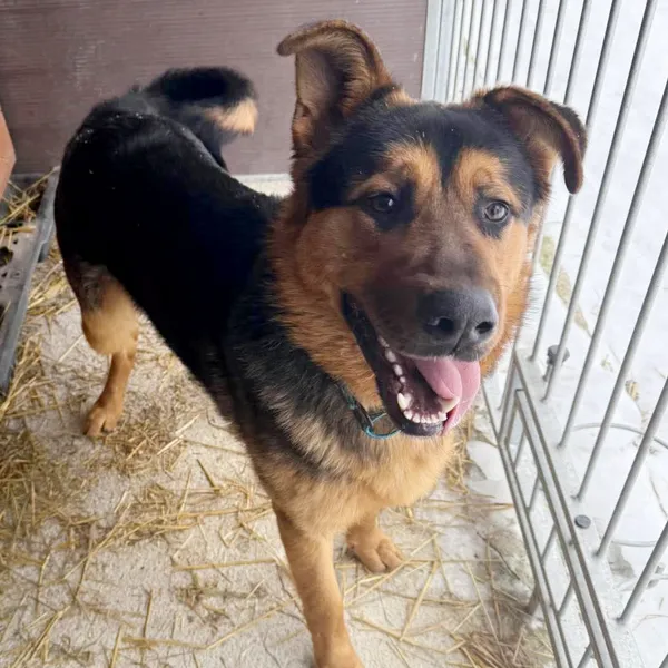 Pies do adopcji, Korabiewice, 9 lutego 2026