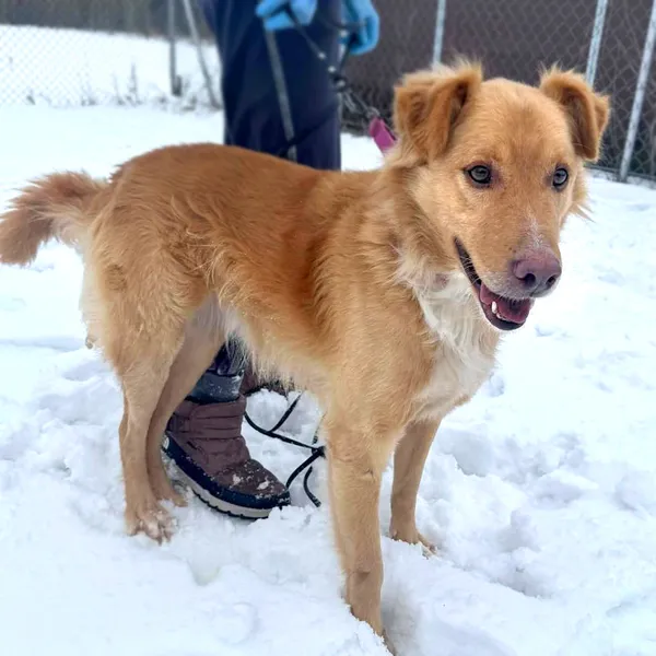 Pies do adopcji, Korabiewice, 9 lutego 2026 (1/2)