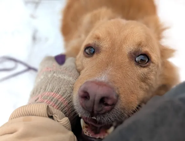 Pies do adopcji, Korabiewice, 9 lutego 2026 (3/5)