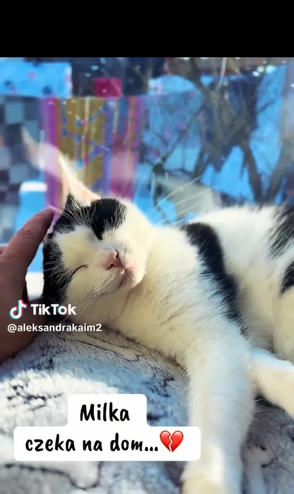 Kot do adopcji, Radom, 10 lutego 2026