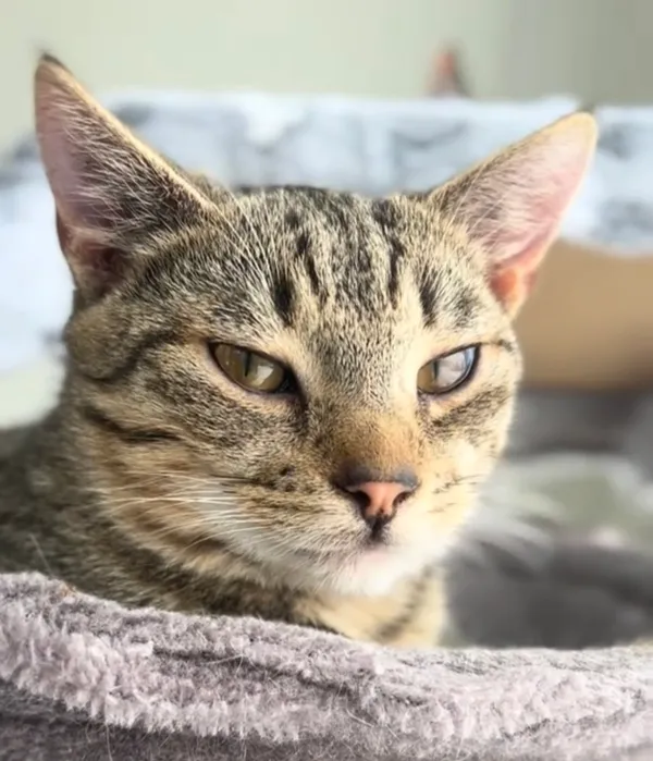 Kot do adopcji, Radom, 10 lutego 2026