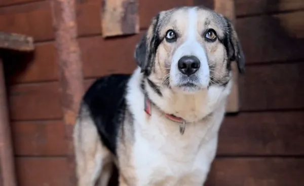 Pies do adopcji, Głowno, 9 lutego 2026 (1/5)