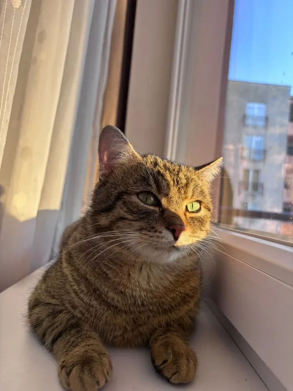 Zaginął kot, Łódź, 10 lutego 2026