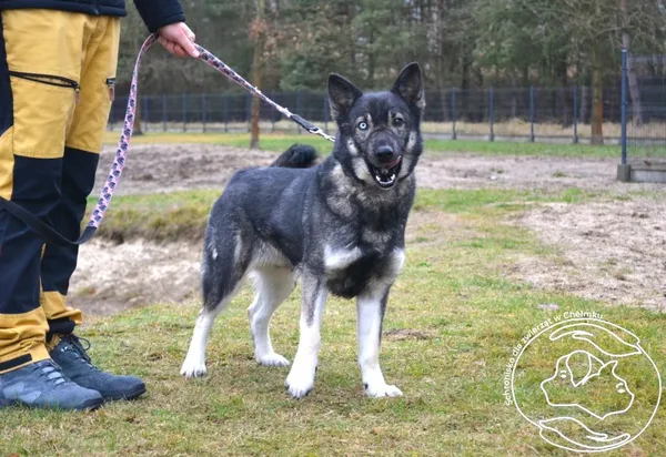 Pies do adopcji, Chełmek, 10 lutego 2026