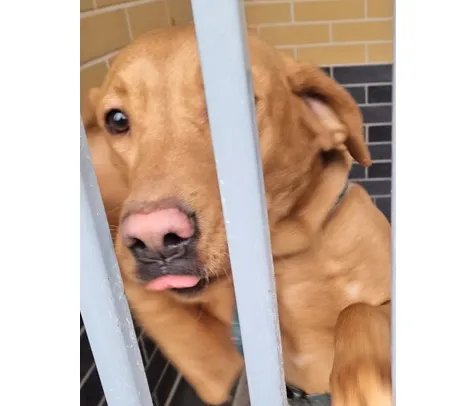 Pies do adopcji, Wrocław, 1 lutego 2026