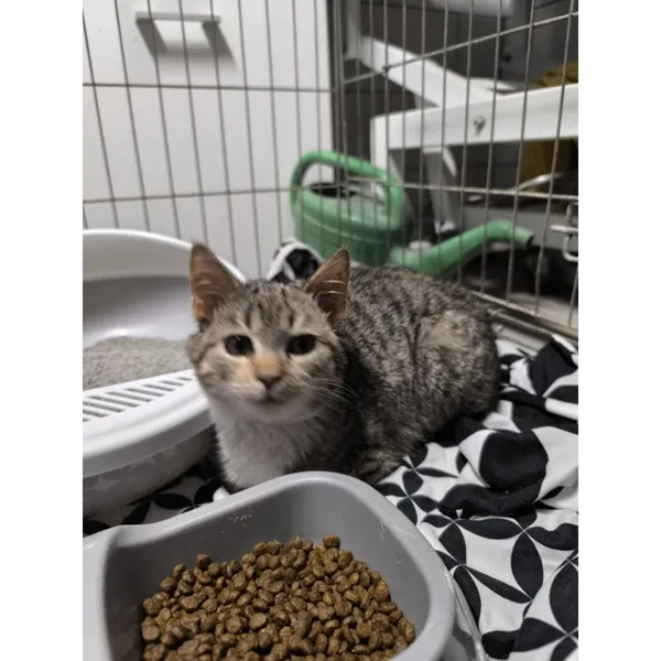 Znaleziono kota, Białystok, 9 lutego 2026