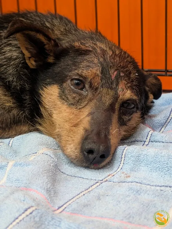 Znaleziono psa, Skałowo, 10 lutego 2026 (1/4)