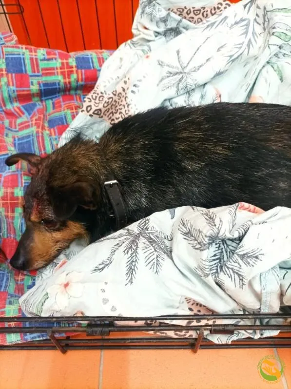 Znaleziono psa, Skałowo, 10 lutego 2026 (4/4)