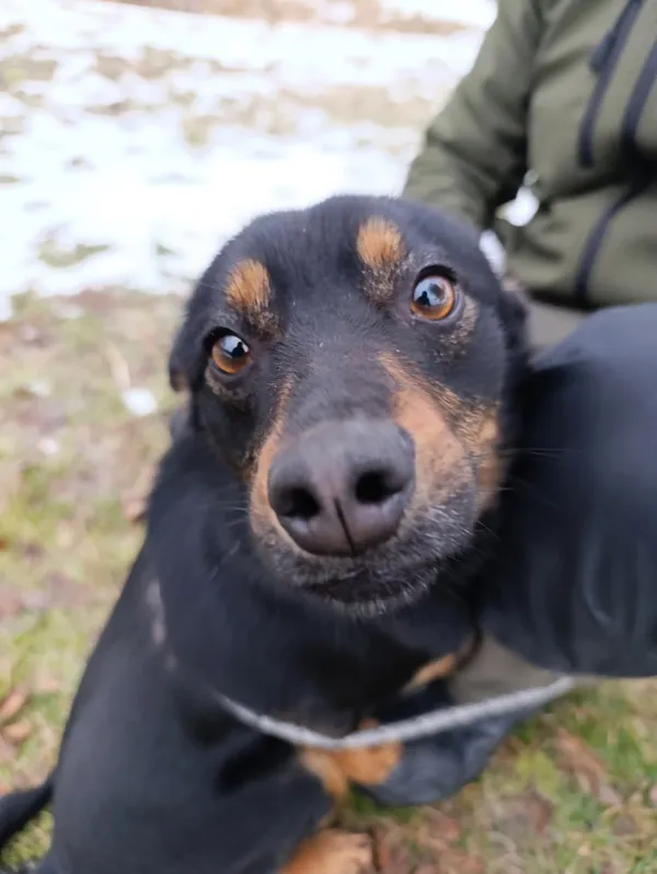 Pies do adopcji, Bełchatów, 9 grudnia 2025 (1/5)