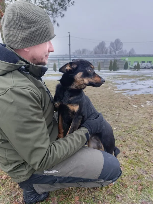 Pies do adopcji, Bełchatów, 9 grudnia 2025 (2/5)