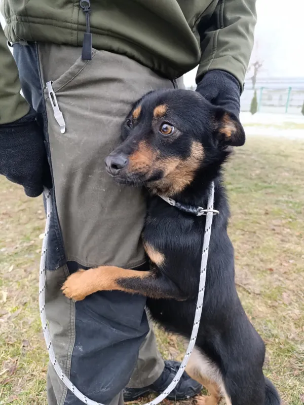 Pies do adopcji, Bełchatów, 9 grudnia 2025 (5/5)