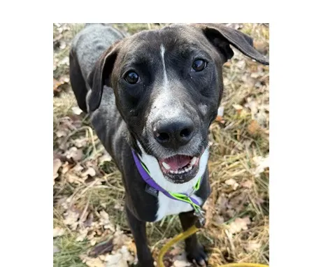 Pies do adopcji, Wrocław, 3 stycznia 2026