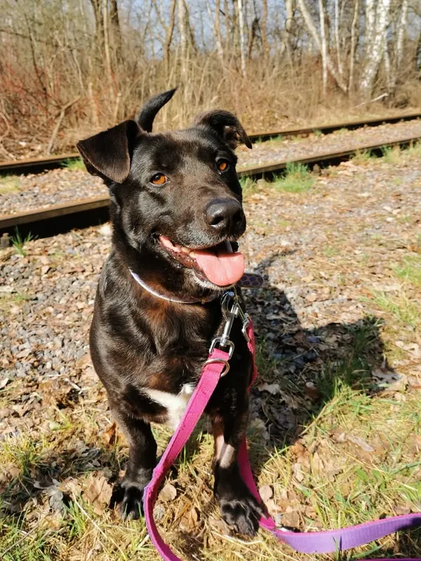 Pies do adopcji, Częstochowa, 30 marca 2023 (4/5)