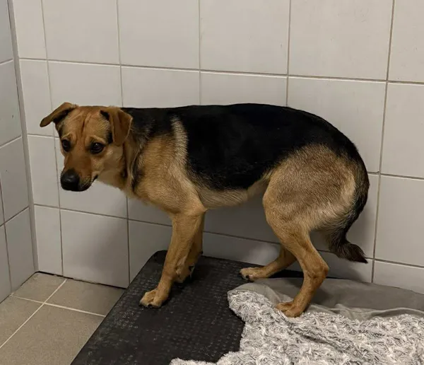 Znaleziono psa, Lublin, 9 lutego 2026