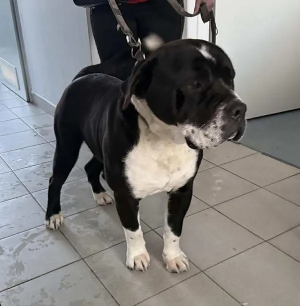 Znaleziono psa, Lublin, 10 lutego 2026