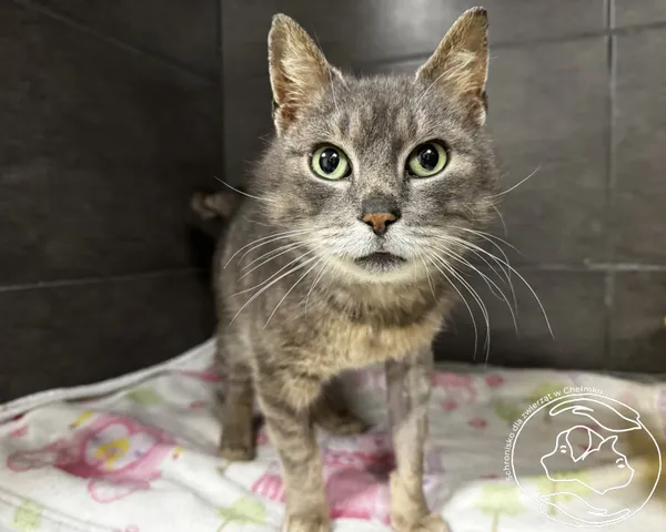 Kot do adopcji, Chełmek, 6 lutego 2026