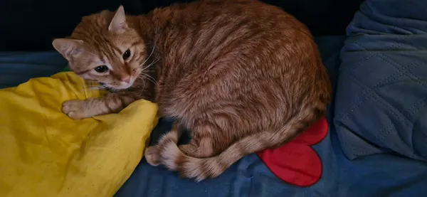 Zaginął kot, Szczecin, Drzetowo-Grabowo, 10 lutego 2026 (1/3)