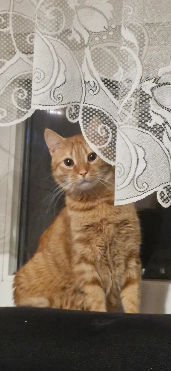 Zaginął kot, Szczecin, Drzetowo-Grabowo, 10 lutego 2026 (2/3)