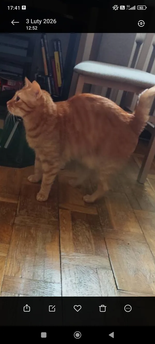 Zaginął kot, Szczecin, Drzetowo-Grabowo, 10 lutego 2026 (3/3)