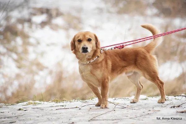 Znaleziono psa, Toruń, 29 grudnia 2025
