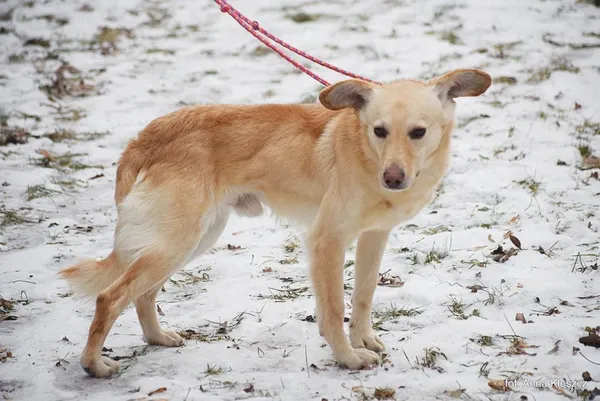 Znaleziono psa, Toruń, 10 stycznia 2026