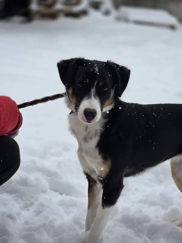 Pies do adopcji, Radom, 10 lutego 2026 (2/5)