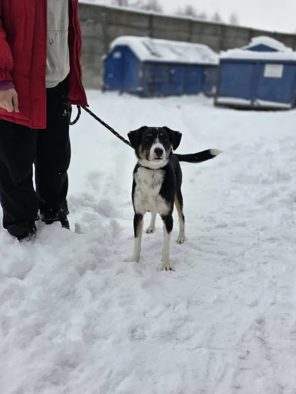 Pies do adopcji, Radom, 10 lutego 2026 (3/5)