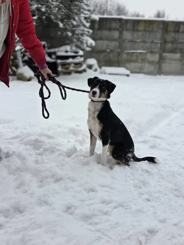 Pies do adopcji, Radom, 10 lutego 2026 (5/5)