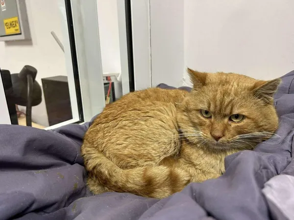 Znaleziono kota, Toruń, 8 lutego 2026