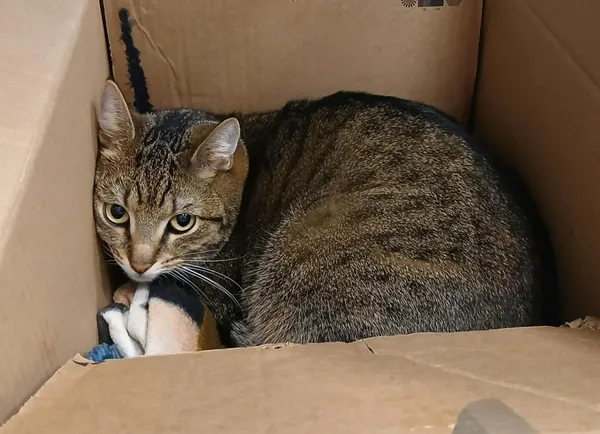 Znaleziono kota, Toruń, 8 lutego 2026