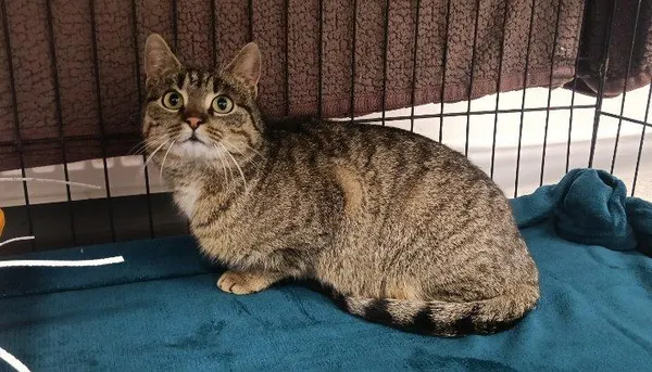 Znaleziono kota, Toruń, 4 lutego 2026