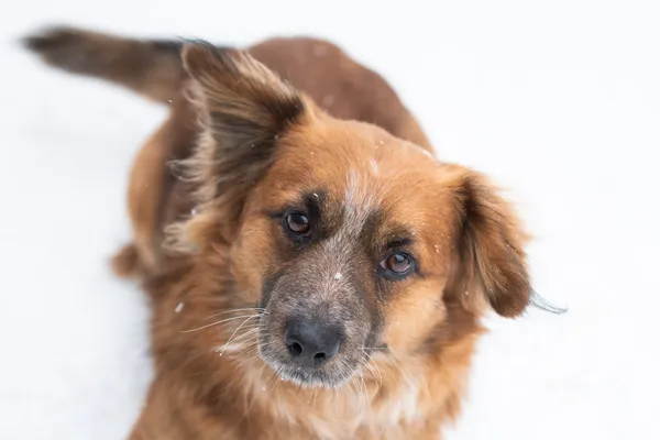 Pies do adopcji, Nowodwór, 8 lutego 2026 (4/5)