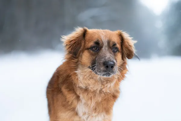 Pies do adopcji, Nowodwór, 8 lutego 2026 (5/5)