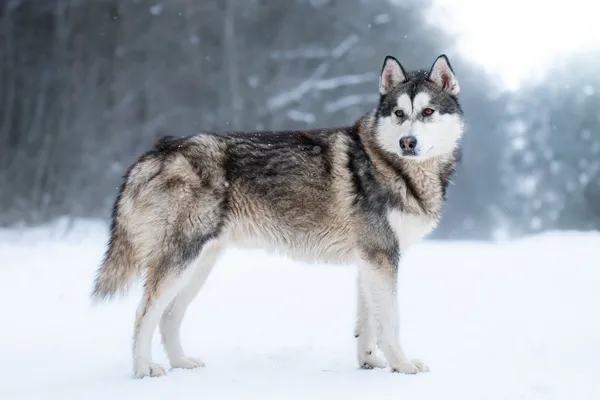 Pies do adopcji, Nowodwór, 8 lutego 2026 (1/5)