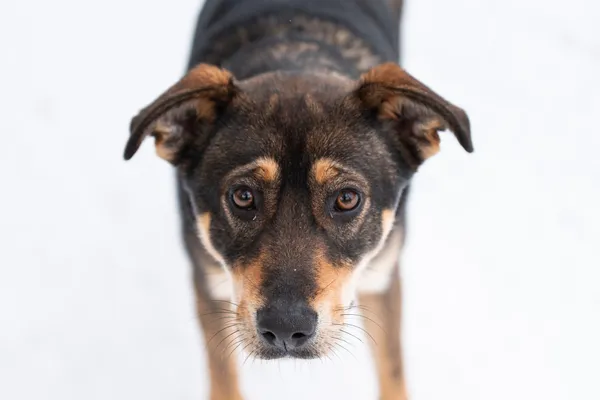 Pies do adopcji, Nowodwór, 8 lutego 2026 (3/5)