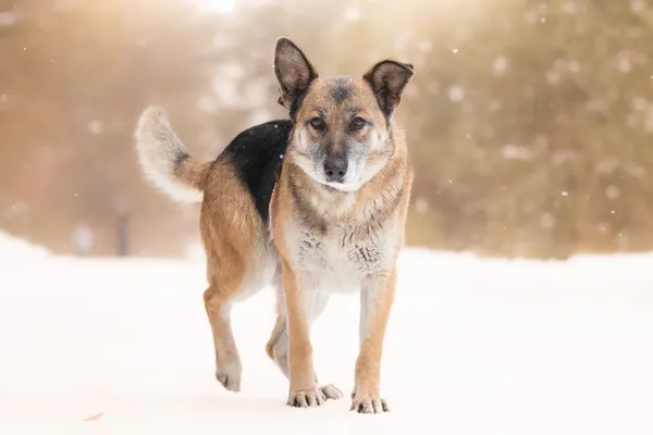 Pies do adopcji, Nowodwór, 8 lutego 2026 (5/5)